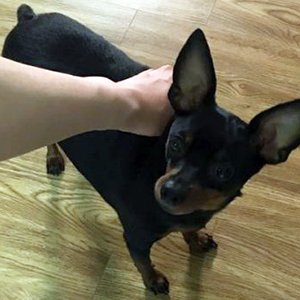 강아지분실실종 전라남도 광양시