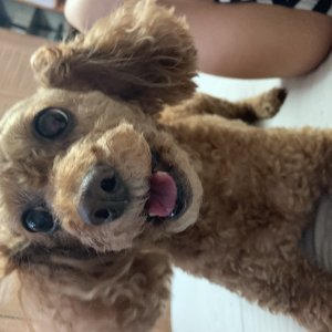 강아지분실실종 경기도 하남시