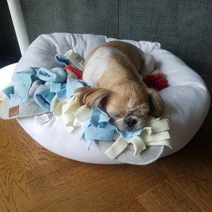 강아지분실실종 경기도 하남시