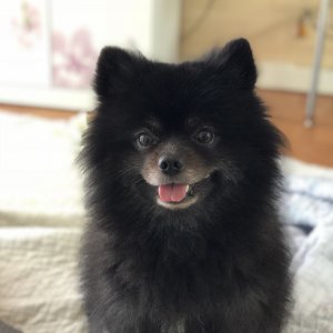 강아지분실실종 대전광역시 중구