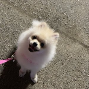 강아지분실실종 경기도 안산시 상록구