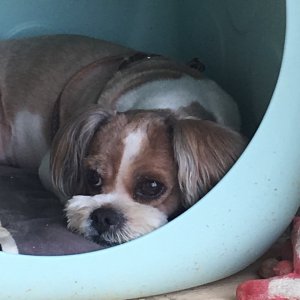 강아지분실실종 충청남도 아산시