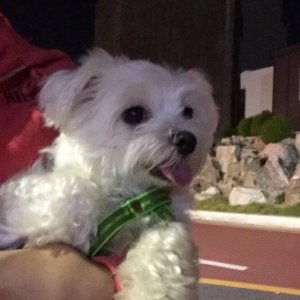 강아지분실실종 광주광역시 서구
