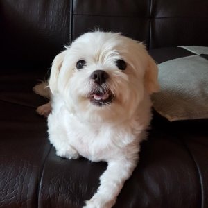 강아지분실실종 서울특별시 영등포구