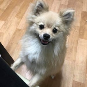 강아지분실실종 서울특별시 은평구