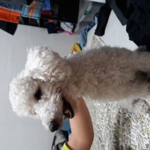 강아지분실실종 서울특별시 동대문구
