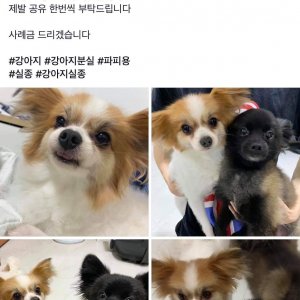 강아지분실실종 서울특별시 동대문구