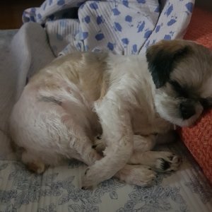 강아지분실실종 경기도 안산시 단원구