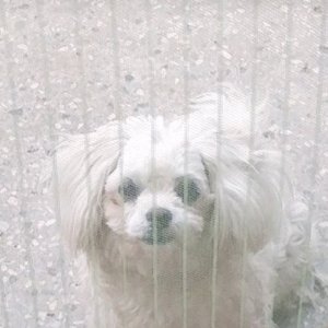 강아지분실실종 서울특별시 송파구