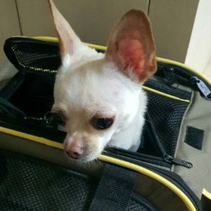 강아지분실실종 인천광역시 중구