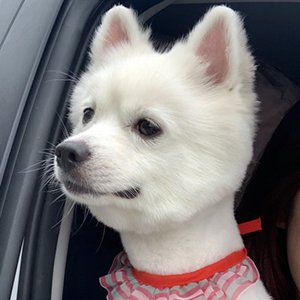 강아지분실실종 서울특별시 강남구