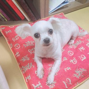 강아지분실실종 서울특별시 중구