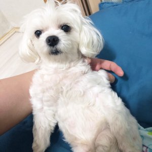 강아지분실실종 부산광역시 부산진구
