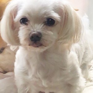 강아지분실실종 대구광역시 동구