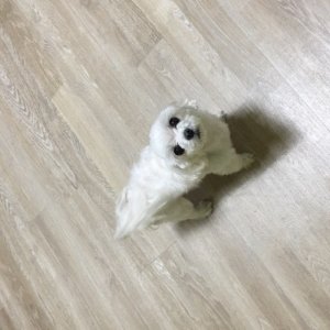 강아지분실실종 경기도 김포시