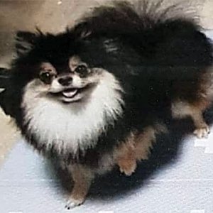 강아지분실실종 경기도 군포시