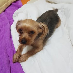 강아지분실실종 인천광역시 연수구