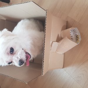강아지분실실종 충청북도 괴산군