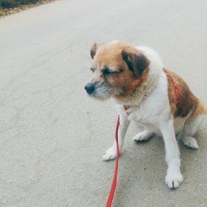강아지분실실종 경기도 용인시 수지구