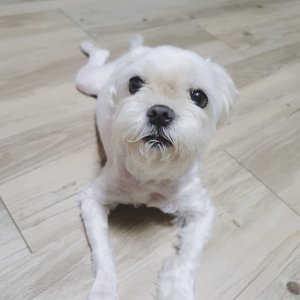 강아지분실실종 충청남도 천안시 동남구