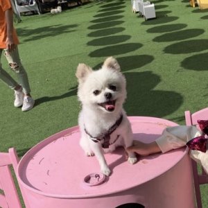 강아지분실실종 부산광역시 동구