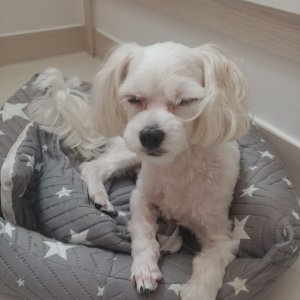 강아지분실실종 경기도 시흥시