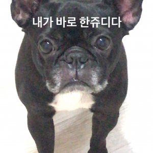강아지분실실종 인천광역시 연수구