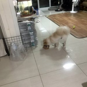 강아지분실실종 부산광역시 사상구