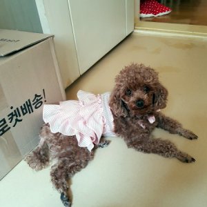 강아지분실실종 서울특별시 송파구