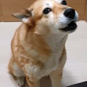 강아지분실실종 서울특별시 마포구