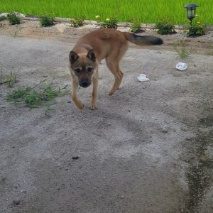 강아지분실실종 경상북도 경주시