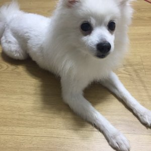 강아지분실실종 경기도 평택시