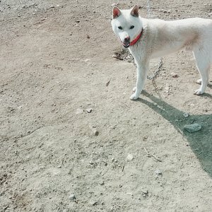강아지분실실종 충청북도 옥천군