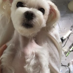 강아지분실실종 경상남도 양산시