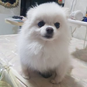 강아지분실실종 부산광역시 동래구