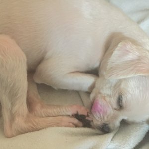 강아지분실실종 대구광역시 서구