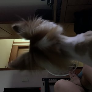 강아지분실실종 서울특별시 영등포구
