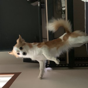강아지를 찾습니다 강아지 전단지
