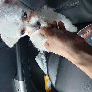 강아지분실실종 전라북도 전주시 덕진구