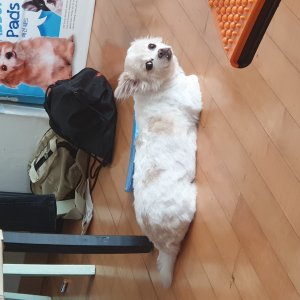 강아지를 찾습니다 강아지 전단지