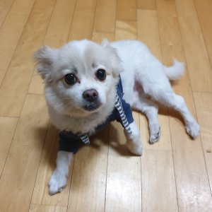 강아지분실실종 서울특별시 송파구