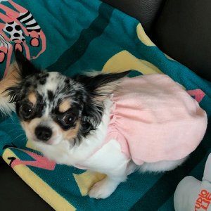 강아지분실실종 대전광역시 유성구