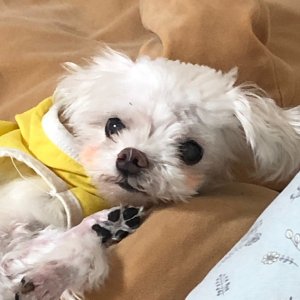 강아지분실실종 부산광역시 사하구