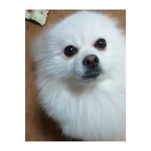강아지분실실종 서울특별시 강북구