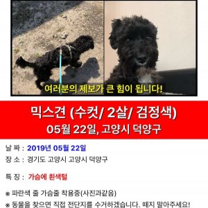 강아지를 찾습니다 강아지 전단지