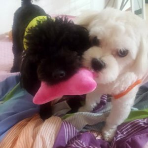 강아지분실실종 전라북도 군산시