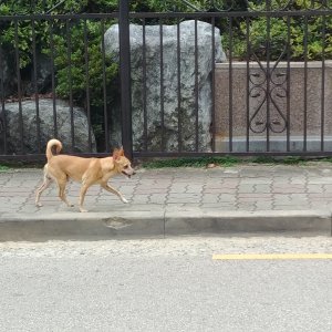 강아지 목격 믹스견 전라북도 전주시 덕진구