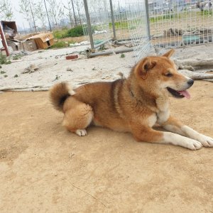 강아지분실실종 경기도 평택시