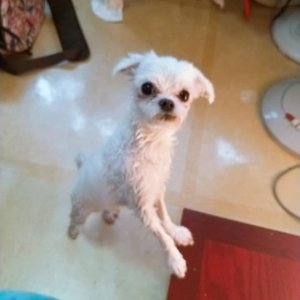 강아지분실실종 충청북도 청주시 서원구