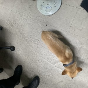 강아지 주인을 찾습니다 강아지 전단지
